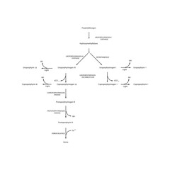 Diagram  showing biosynthesis of Porphyrin derivatives from Porphobilinogen via enzymatic reactions. Scientific pharmacological and biochemical scematic illustration.