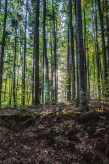 Fototapeta premium Landscapes - Forest - Europe, Romania, Suceava region