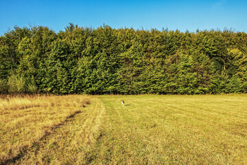 Landscapes - Forest - Europe, Romania, Suceava region