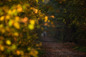 Jesienny mglisty poranek w lesie w Goczałkowicach, Polska, jesienny krajobraz. © Elżbieta Kaps