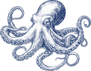 Detailed vector illustration of an octopus with curled tentacles.