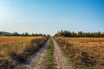 Landscapes - Forest - Europe, Romania, Suceava region