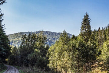 Obraz premium Landscapes - Forest - Europe, Romania, Suceava region