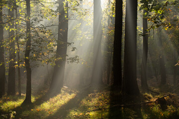 Obraz premium Jesienny las we mgle, Goczałkowice , Śląsk.