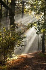 Jesienny las we mgle, Goczałkowice , Śląsk. © Elżbieta Kaps