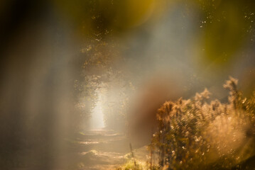 Jesienny mglisty poranek w lesie w Goczałkowicach, Polska, jesienny krajobraz. © Elżbieta Kaps