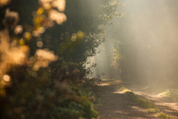 Jesienny mglisty poranek w lesie w Goczałkowicach, Polska, jesienny krajobraz. © Elżbieta Kaps