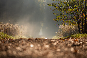 Jesienny mglisty poranek w lesie w Goczałkowicach, Polska, jesienny krajobraz. © Elżbieta Kaps