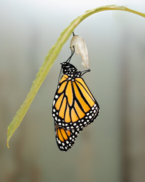 Monarch butterfly after emerging from chrysalis