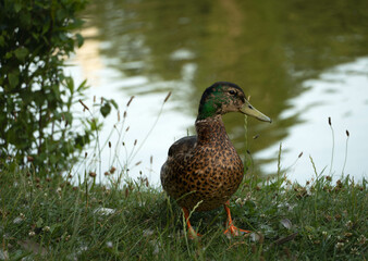 Kaczka w parku przy stawie