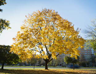 Jesienne drzewo © Daniel