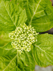 And hydrangea flower about to open in the spring