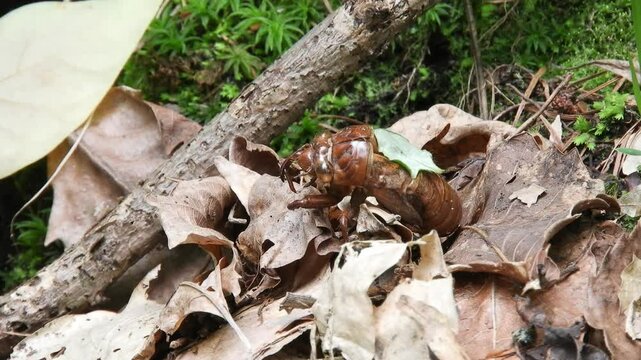 [4K] Empty Cicada Shell (Exuvia) on Forest Floor: Traces of Summer Among Fallen Leaves in Aomori, Japan 【4K】林床に眠るセミの抜け殻：枯れ葉と混じる夏の忘れ物と、深山の微細な自然風景素材 撮影日：20240801-1