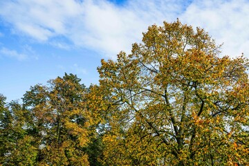 Colorful yellow red leaves on a tree in autumn in atmospheric