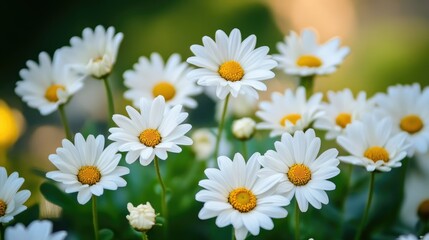 Fototapeta premium The landscape of white daisy blooms in a field 