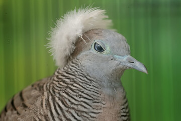 The face of a small turtledove that looks dashing and dignified with a thick crest on its head. This bird has the scientific name Geopelia striata.