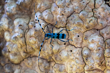 close up of a insect