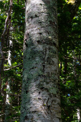 Scars on tree made by bear