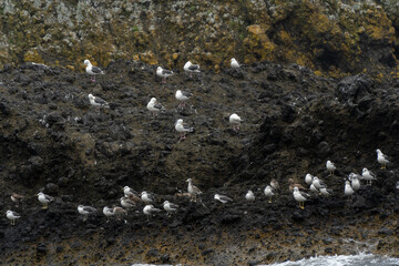 Binds on rock