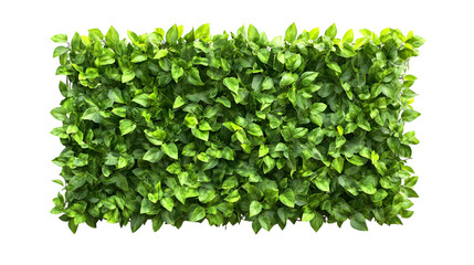 Obraz premium Green plant wall panno, isolated on white background