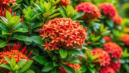 Tropical flower shrub bush fence tree isolated plant close-up