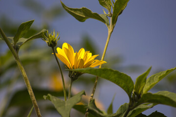 Słonecznik bulwiasty