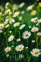 Fototapeta premium A meadow with daisies, yellow and white flowers, grassy meadow