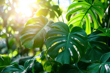 Low key, Green leaves of Monstera plant growing in wild, the tropical forest plant.