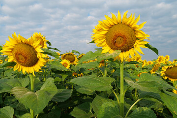 Beautiful sunflower in field of sunflowers. Bees sits on sunflower