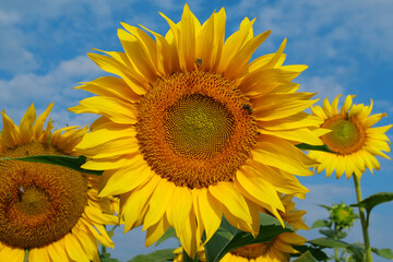 On the field of sunflowers little working bees sits on the sunflower