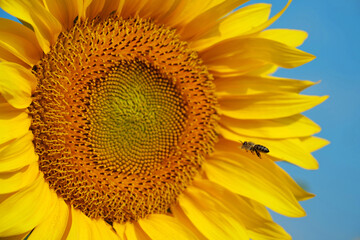 Bee sits on sunflower, collecting pollen and nectar