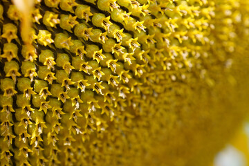 Fibonacci golden ratio in nature and sunflower seeds. Golden ratio in sunflowers