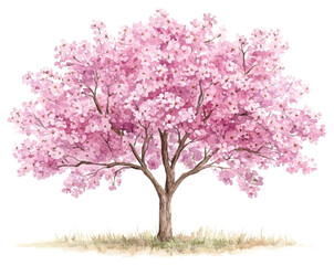 Obraz premium PNG Cherry Blossom Trees blossom art illustration.