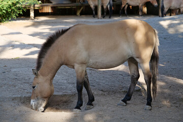 Przewalski horse in zoo, Equus caballus