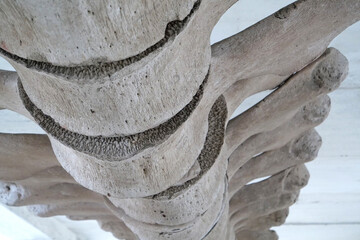 Big grey skeleton of big blue whale. Whale spine. Real whale bones. Balaenoptera