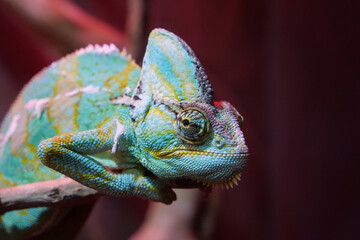 Chameleon - lizard adapted to an arboreal lifestyle, change body color