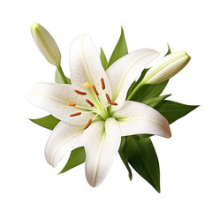 Fototapeta premium lily flowers isolated on white