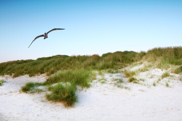 Background, blue sky and beach sand in environment for peace, nature and tropical island for travel or vacation. Dune, seagull and bushes for shore, landscape and outdoor summer for holiday adventure