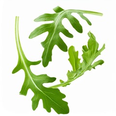levitated arugula, isolated on white background