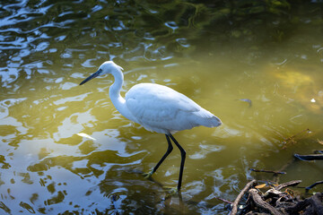 great blue heron ardea cinerea