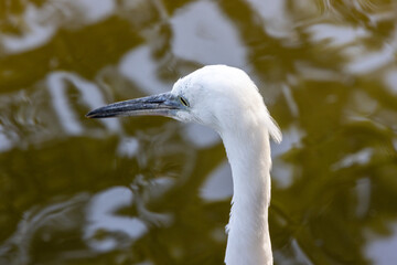 great heron ardea cinerea