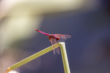red dragonfly on a branch
