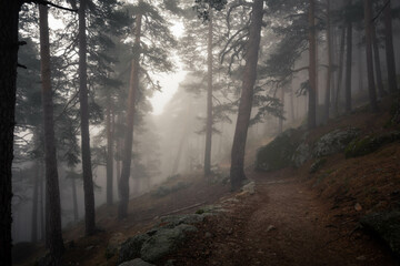 Fototapeta premium El Camino Schmid en Otoño (Cercedilla,Madrid)