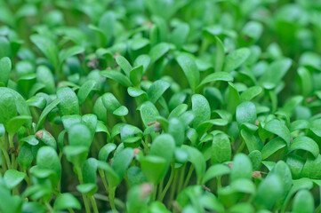 Closeup of newly growing plants of Fenugreek, India.