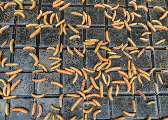 Urban nature background,The contrast between the organic fruits and the texture of the tiles offers a concept of nature meeting the urban environment.