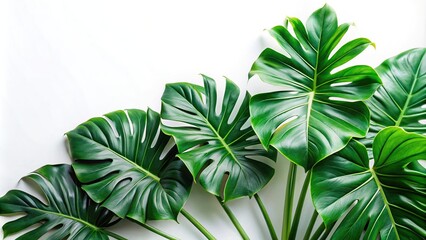 Tropical green philodendron leaves on a white backdrop