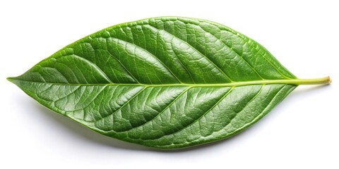 Obraz premium tropical herb leaf isolated on white background