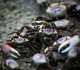 Surf City, North Carolina, USA- July 24th, 2024: A lone crab sitting on top of a crab ball