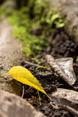 森の倒木と黄色い落ち葉