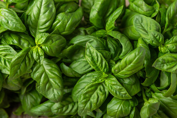 Green basil leaves on a textured wooden background. Kitchen herbs, spices. Fresh green organic basil. Vegan. Greens for salad. Place for text. Copy space.